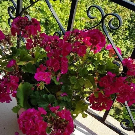 Pensionat Garden Permet